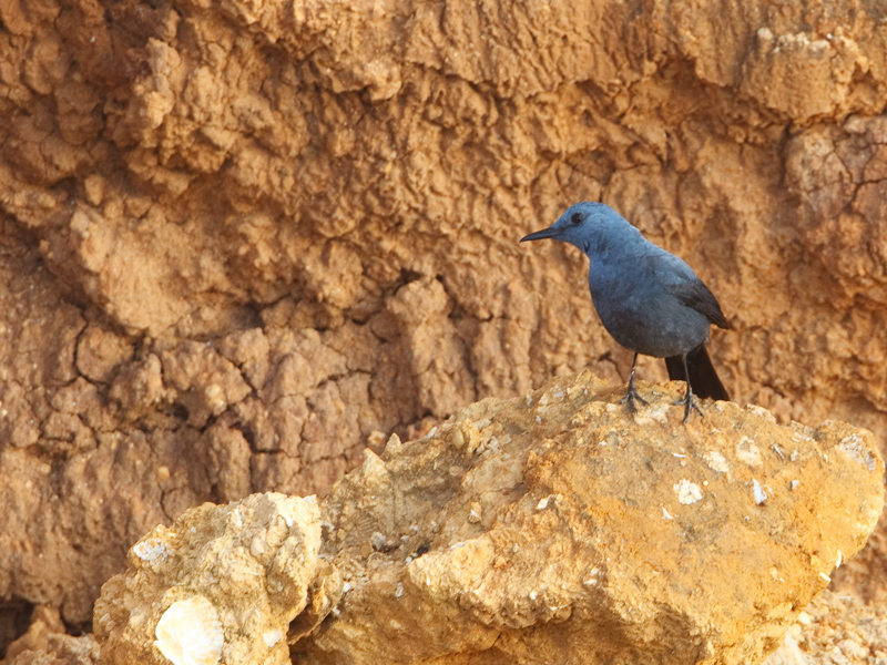 Monticola solitarus Blue Rock Thrush Blauwe Rotslijster